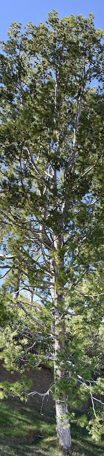 One Vertical Tall Pine Tree Photograph by Linda Brody