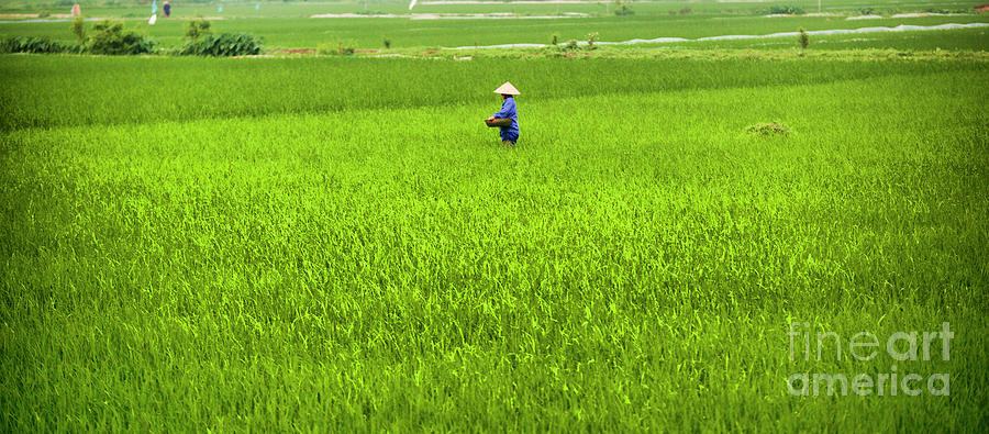 One Vietnamese Woman Day in the Rice Fields  Photograph by Chuck Kuhn