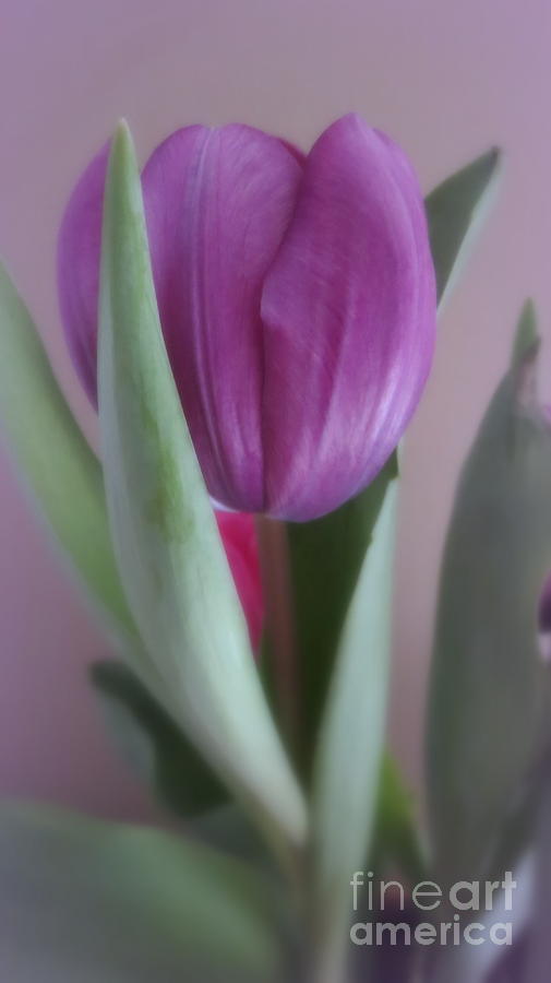 One Violet Tulip Photograph by Kay Novy