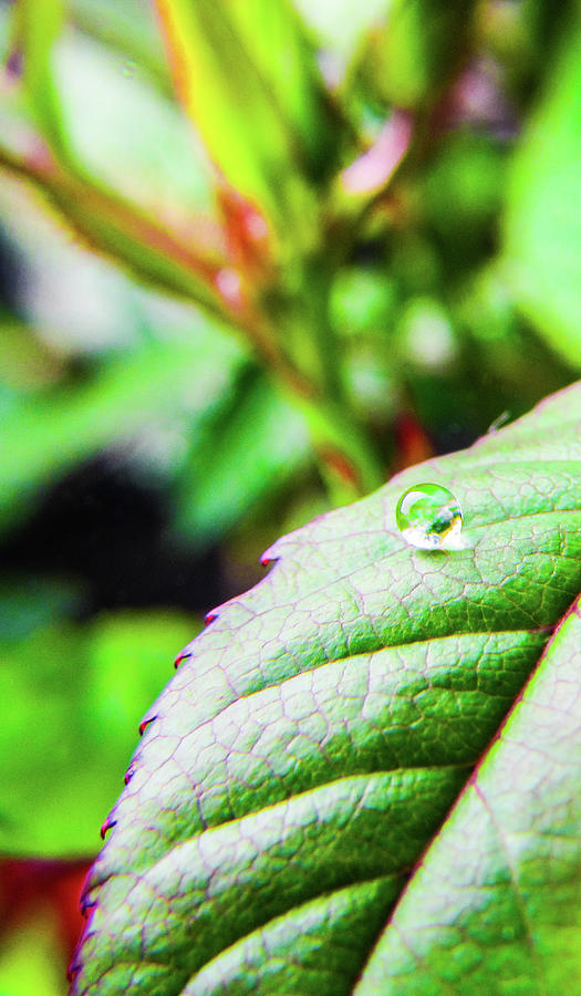 Nature Photograph - One Waterdrop by Cesar Vieira