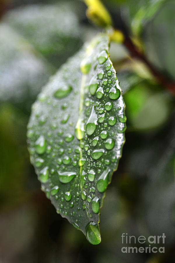 Spring Photograph - One Wet One by Dan Holm