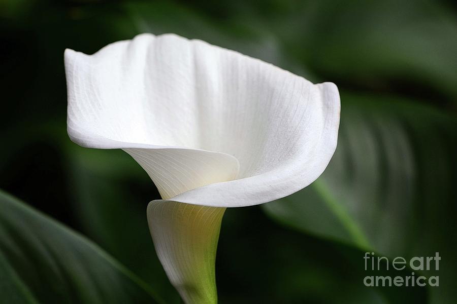 Flower Photograph - One White Calla Lily by Cindy Manero