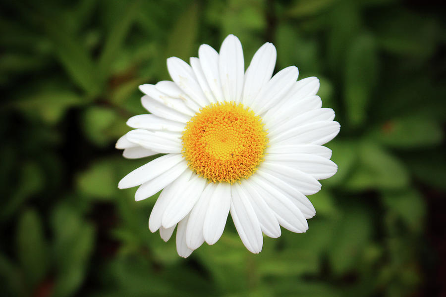 One White Daisy Photograph by Cynthia Guinn
