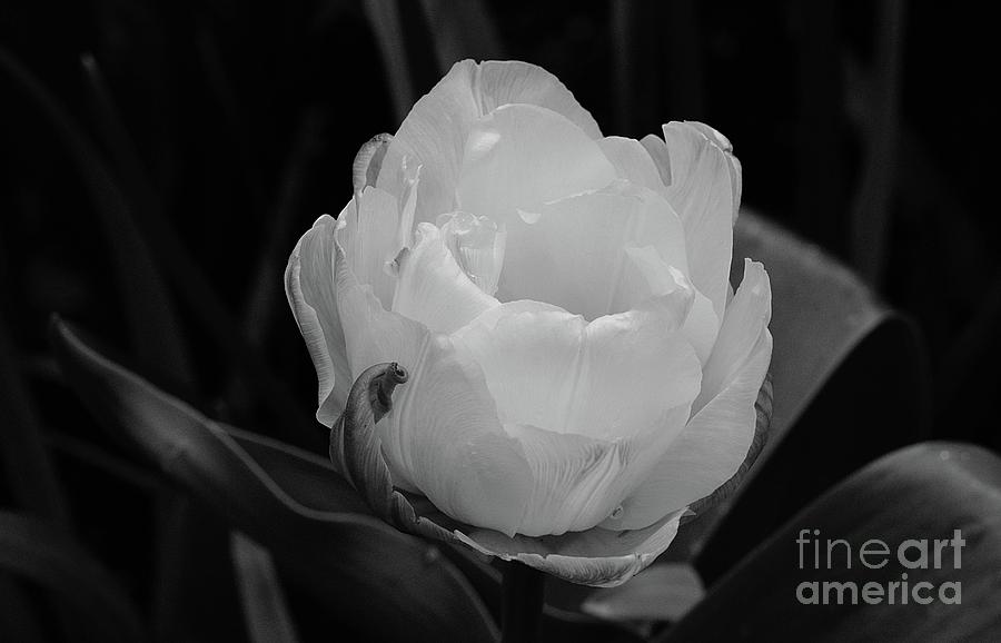 One White Tulip Photograph by Cindy Manero
