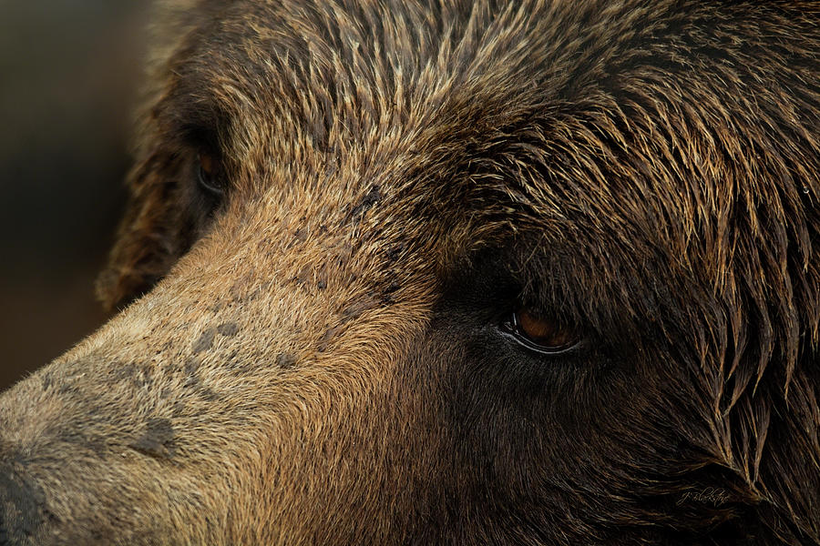 One Who Sees - Grizzly Bear Art Photograph by Jordan Blackstone