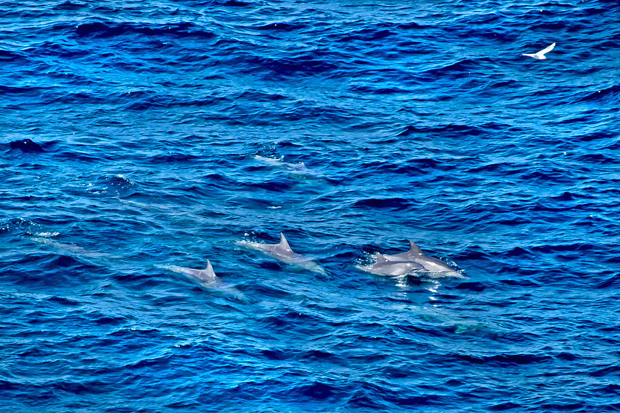 Dolphin Photograph - One Wild Dolphin Family by Miroslava Jurcik