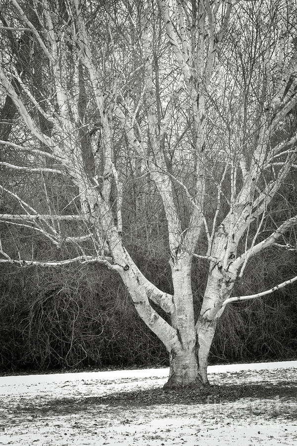 One Winter Tree Black and White Photograph by Carol Groenen