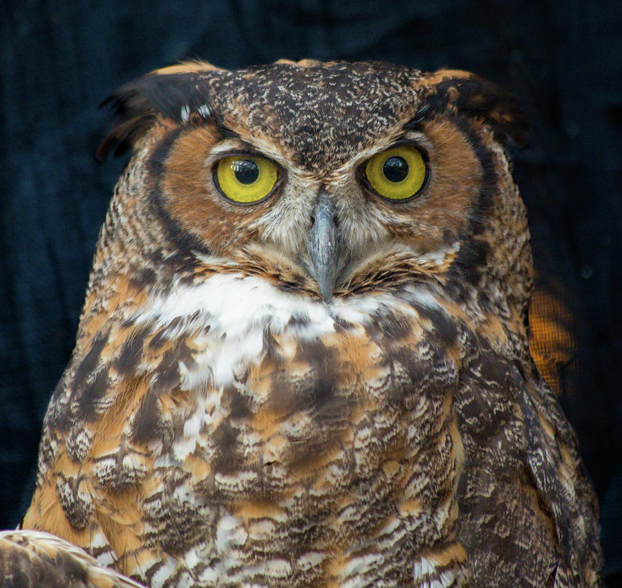 Owl Photograph - One Wise Guy by Betsy Knapp