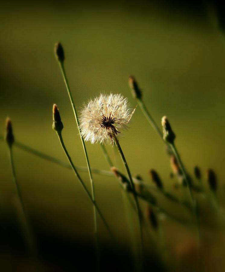 Dandelion Puff Photograph - One Wish by Teresa A Lang