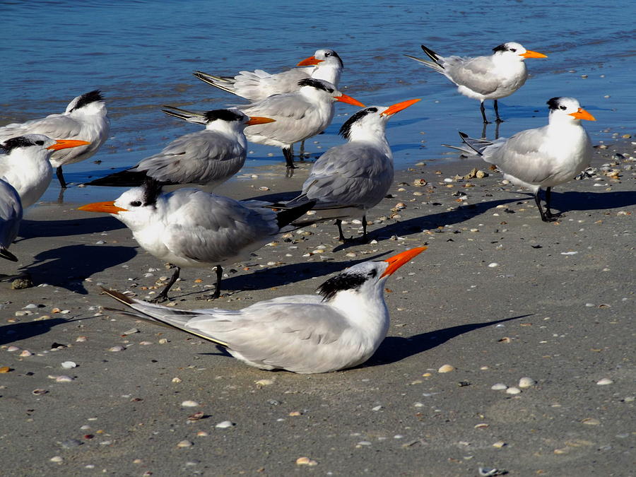 One Wrong Tern Photograph by Julie Pappas
