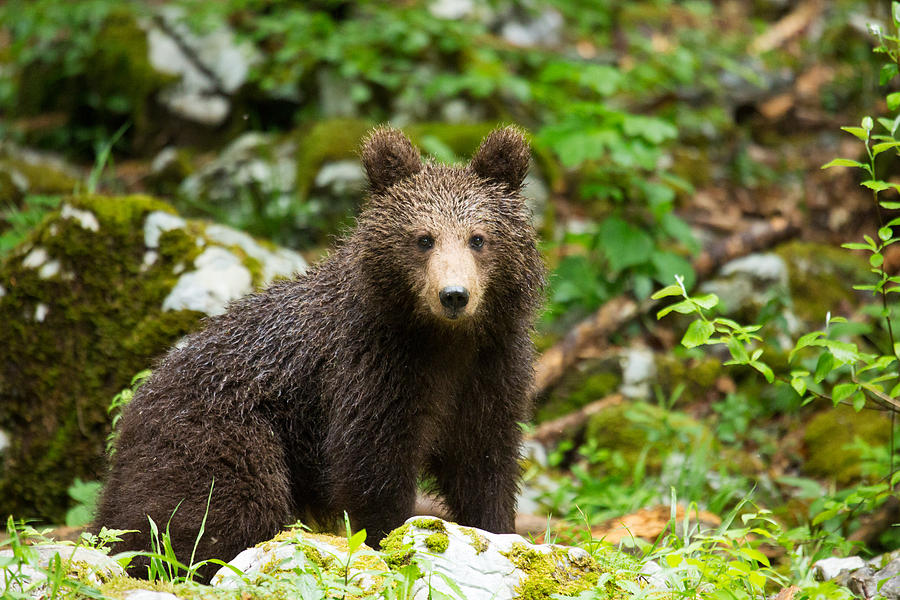 One year old Brown Bear in Slovenia Photograph by Ian Middleton
