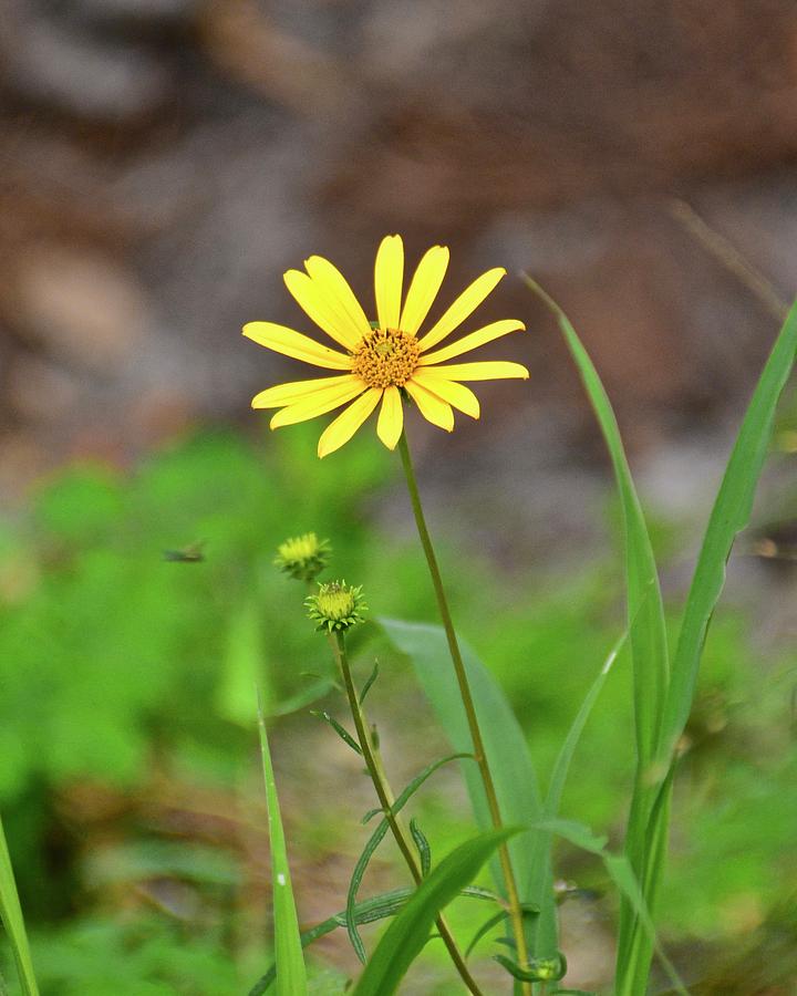 One Yellow Flower Photograph by Carol Bradley
