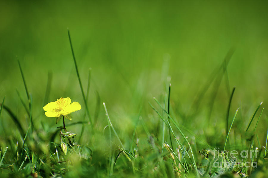 One Yellow Flower Surrounded Of Greenery Photograph