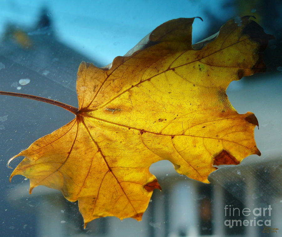 One Yellow Leaf Photograph by Jeff Breiman
