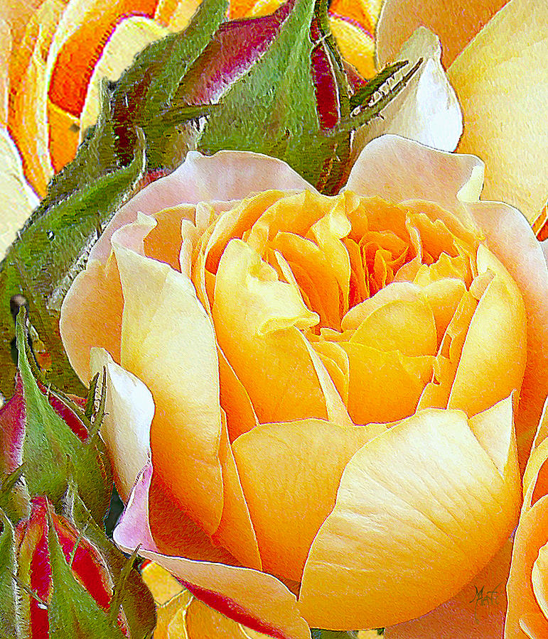 Rose Photograph - One Yellow Rose by Michele Avanti