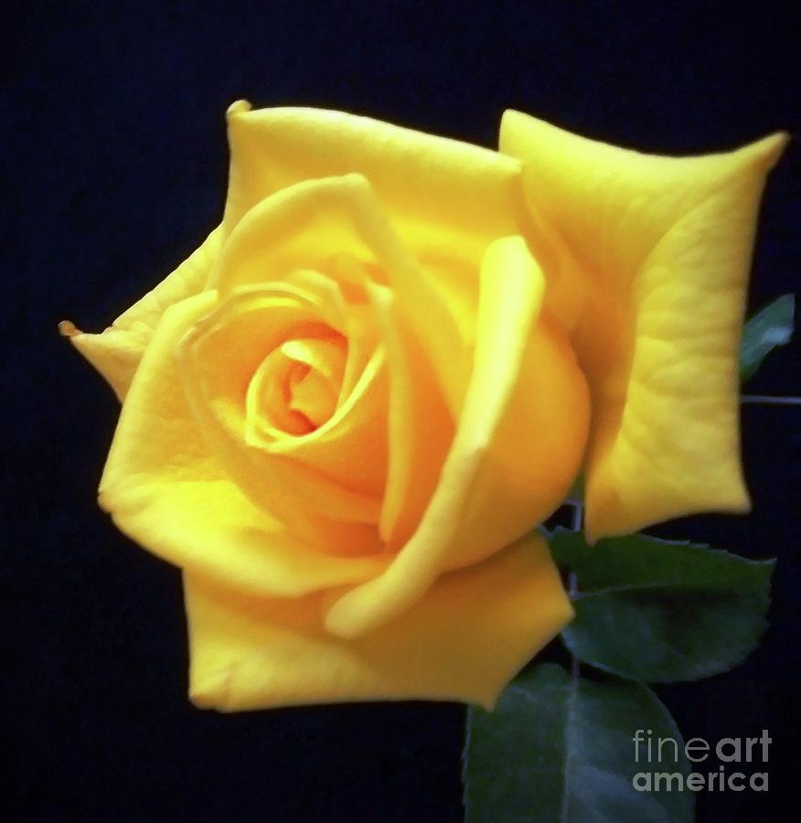 One Yellow Rose Painting by Rita Brown