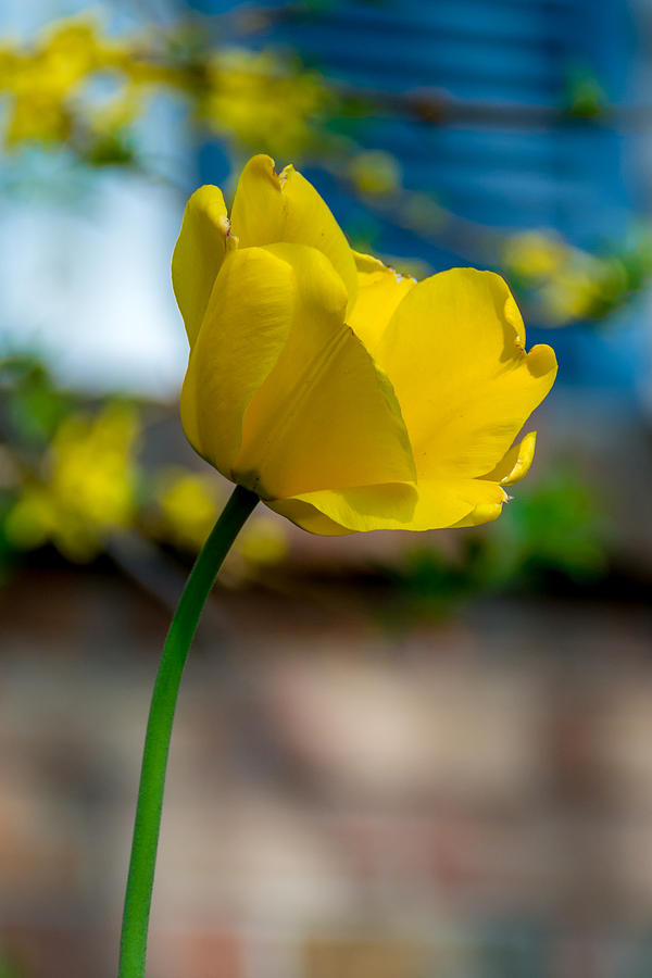 One Yellow Tulip Photograph by Guy Whiteley