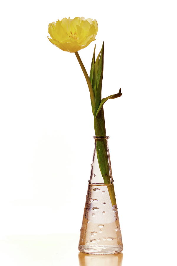 One Yellow Tulip Photograph by Jouko Lehto