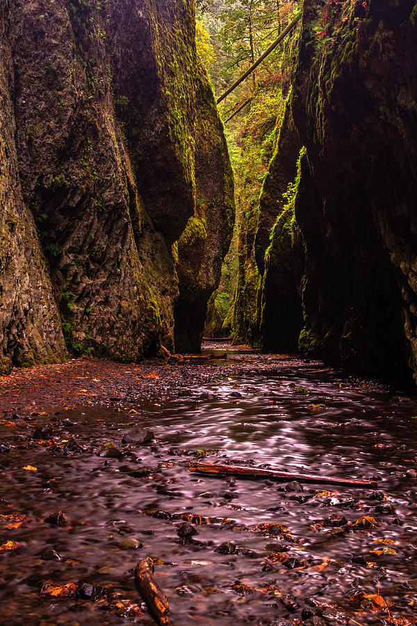 Oneonta Gorge in Fall Photograph by Mark Kiver