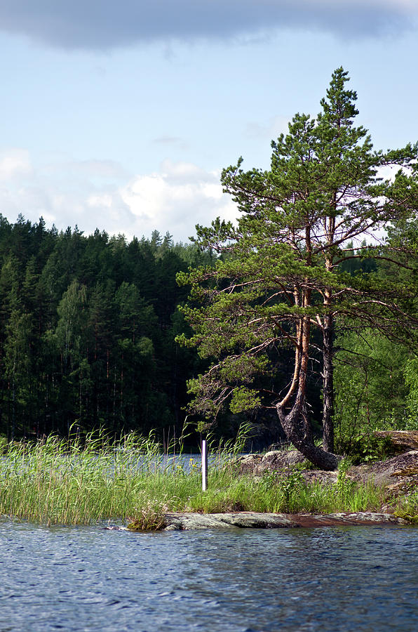 Pines at Saimaa Lakeside Photograph by Jarmo Honkanen