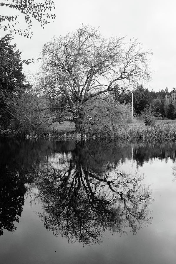 Tree Reflections - bw Photograph by Marilyn Wilson