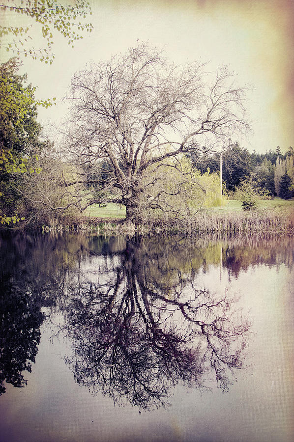 Nature Photograph - Tree Reflections - textured by Marilyn Wilson