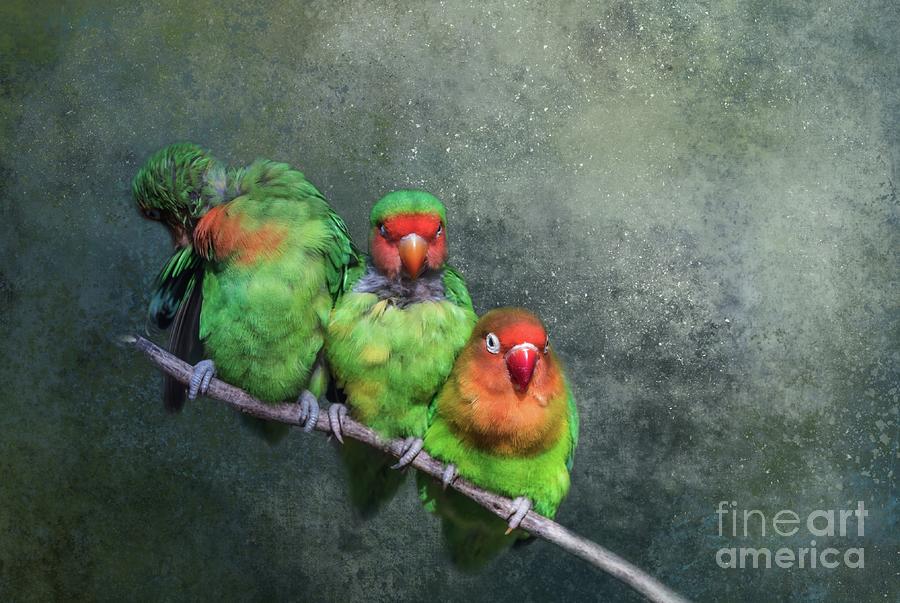 Bird Photograph - One,Two,Three... by Eva Lechner