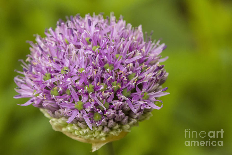 Onion flower close up Photograph by Patricia Hofmeester