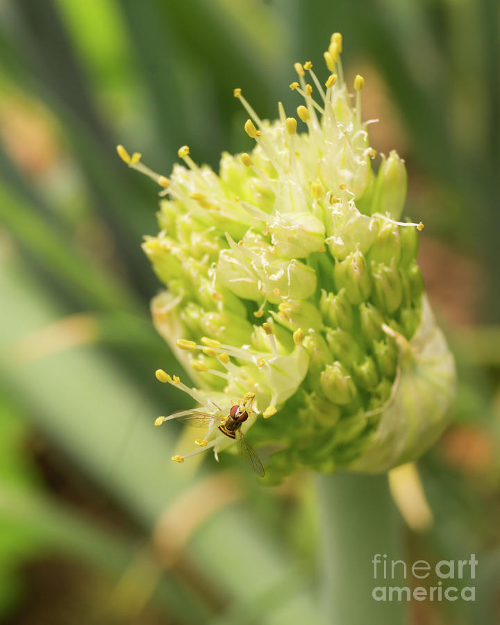 Onion Flower with Tiny Flying Insect Photograph by MM Anderson