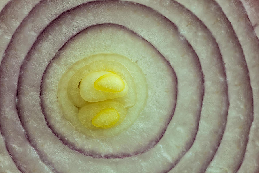 Onion Rings Photograph by Jonathan Nguyen