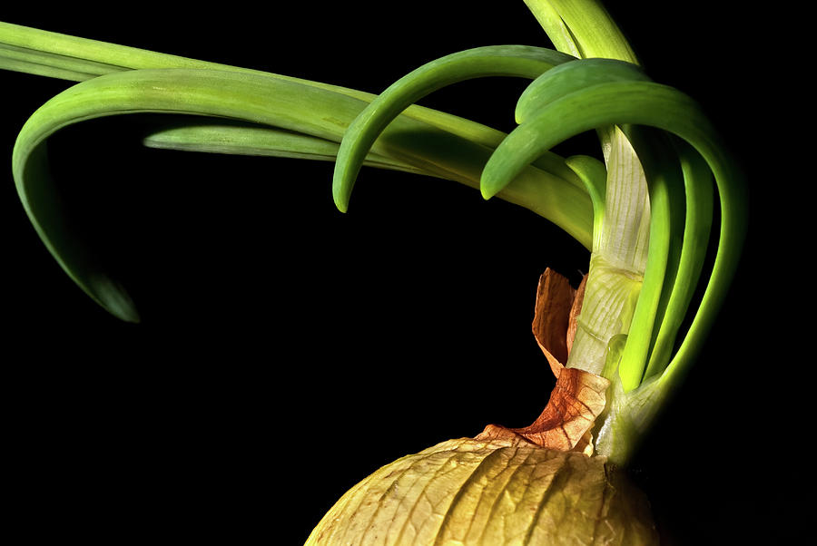 Onion Sprouting Photograph