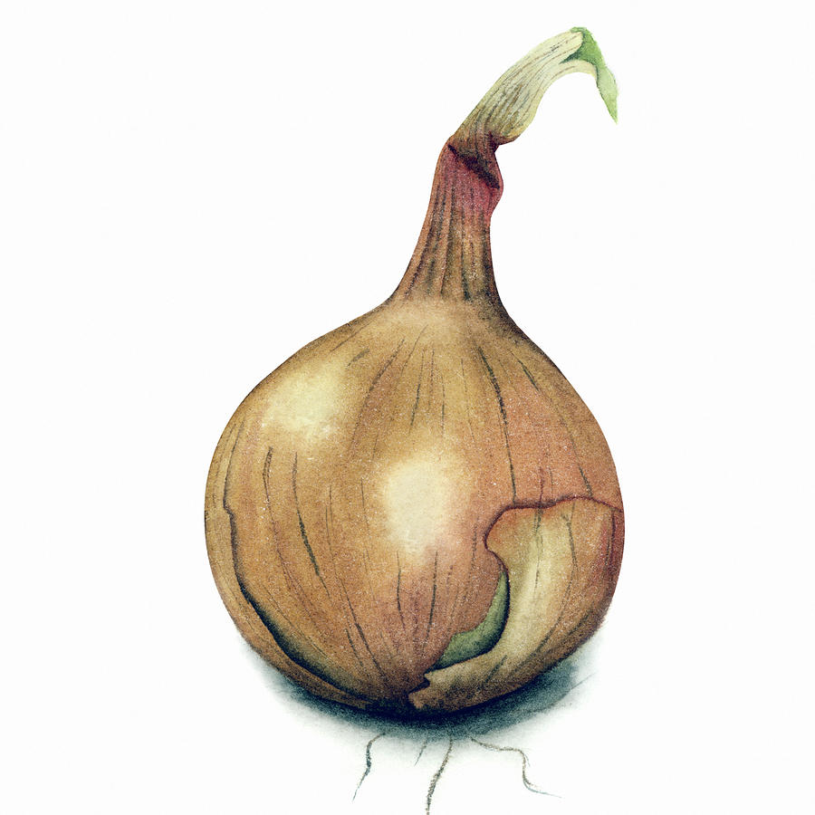 Onion seiten 2023