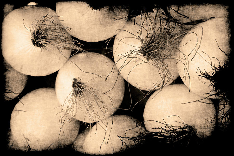 Onions Photograph by Jennifer Wright
