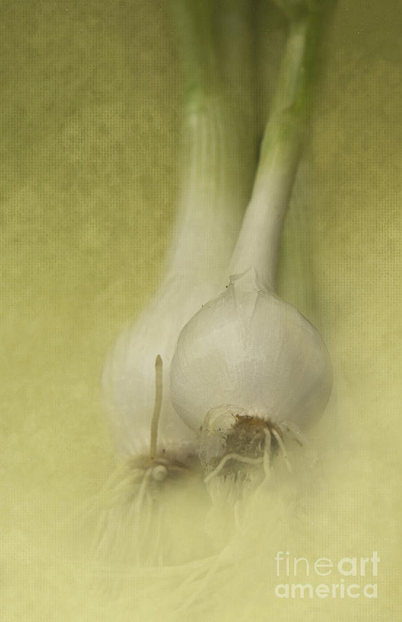 Onions Photograph by Pam  Holdsworth
