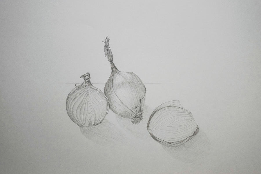 Onions Drawing by Sophia Lappe - Fine Art America