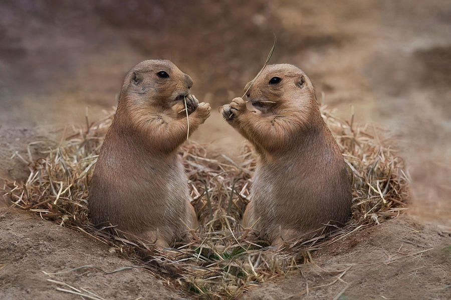 Prairie Dog Photograph - Only Hearts II by Robin-Lee Vieira