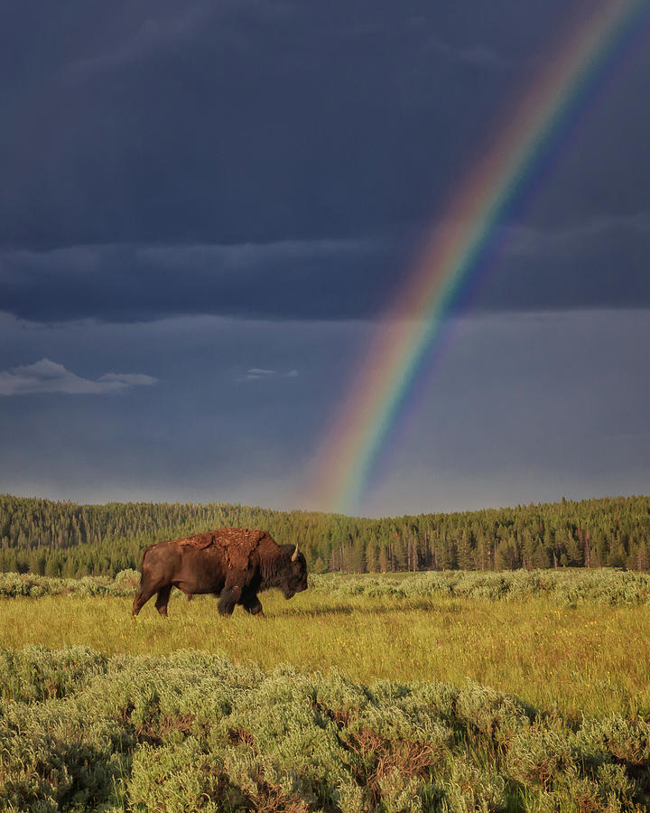 Only in Yellowstone Photograph by Jared Perry