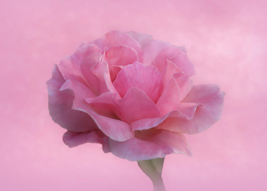 Only Pink Rose Photograph by Sandy Keeton