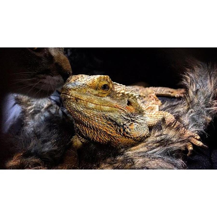 Reptile Photograph - only The Finest Fur And Puss Will by Katelyn Croniser