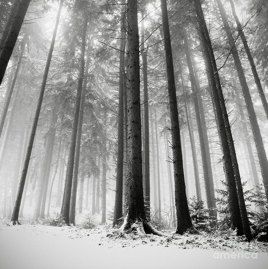 Only the Forests Know Why Photograph by Ronny Behnert