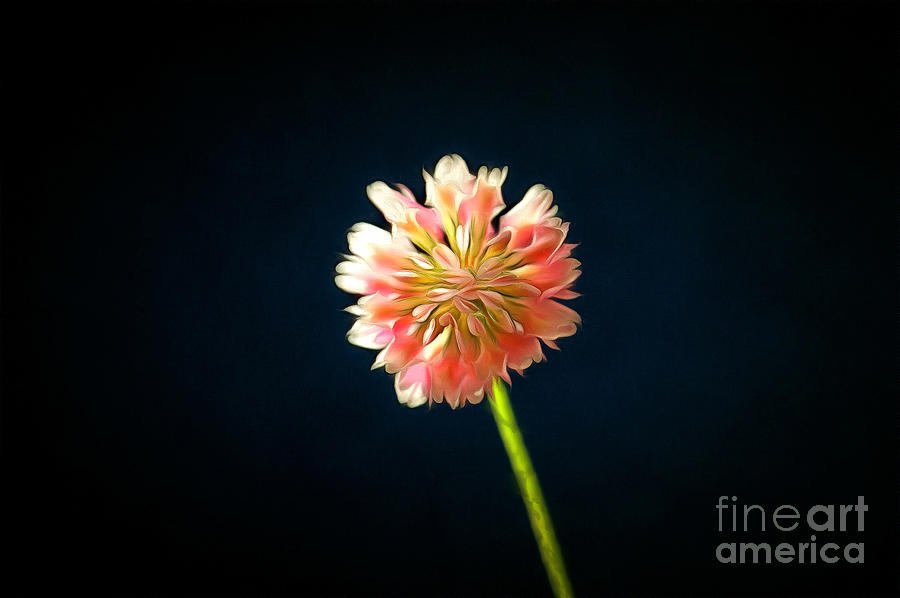 Flower Photograph - Only The Lonely by Krissy Katsimbras