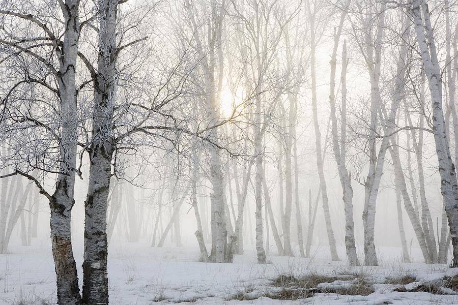 Nature Photograph - Ontario, Canada Birch Trees In The Fog by Susan Dykstra