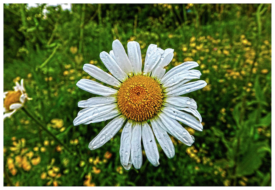 Ontario Wild Flower Photograph by Jonathan Baldock