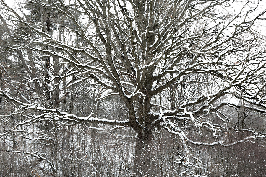 Ontario Winter Oak Photograph by Jim Vance