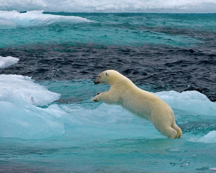 Polar Bear Photograph - Onto The Blue by Tony Beck