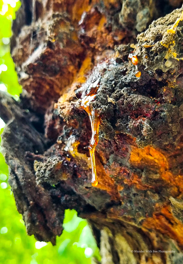 Ooey gooey tree sap. Photograph by Britni Barron | Pixels