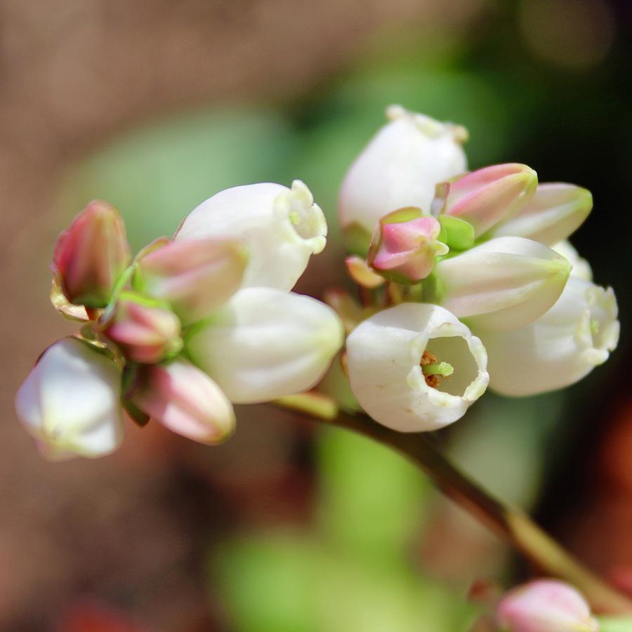 Oolala Blueberry Blooms April 18 2018 Photograph by M E