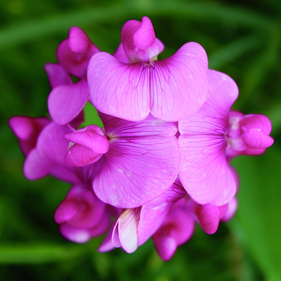 Spring Photograph - Oolala Sweet Pea From Up Top by M E