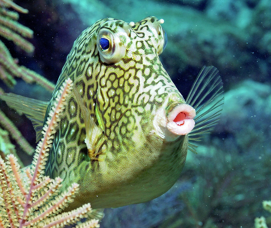 Trunkfish Photograph - Ooo-la-la by Aquagirl Robin