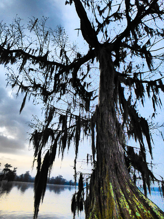 Zombie Cypress Photograph by Kimo Fernandez